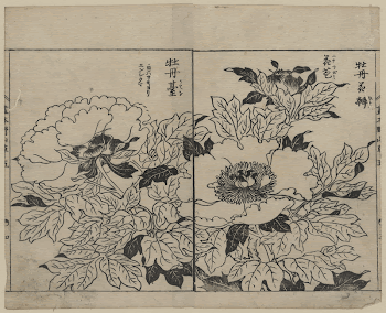 [Peony blossoms]. Original from the Library | Free Photo - rawpixel