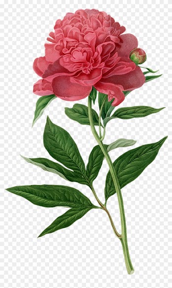 Peony Botanical Illustration Botany Printmaking Printing - Botanical Drawings Of Flowers