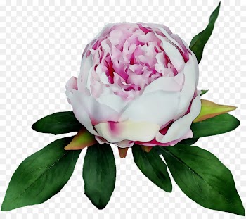 Peony Cabbage rose Cut flowers -  