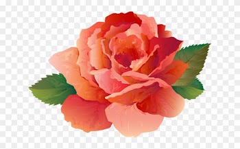 Peony Clipart Transparent - Rose