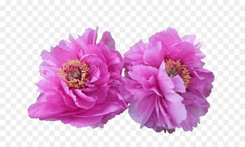 Peony, Commentary On The Water Classic, Moutan Peony, Flower, Flowering Plant PNG