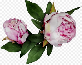 Peony Cut flowers Garden roses Flower bouquet -  