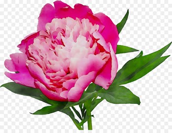 Peony Cut flowers Online shopping White Pink -  