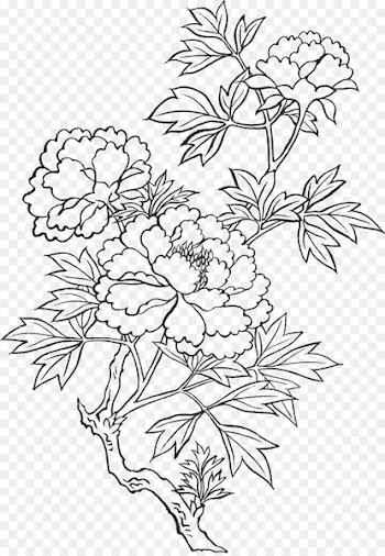 Peony Drawing Art Sketch - peony 