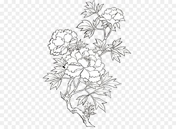 Peony Drawing Flower Painting - Vector peony printing 