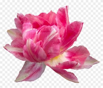 Peony Drawing Png Elegant Flowers Idealvistalistco - Desert Rose