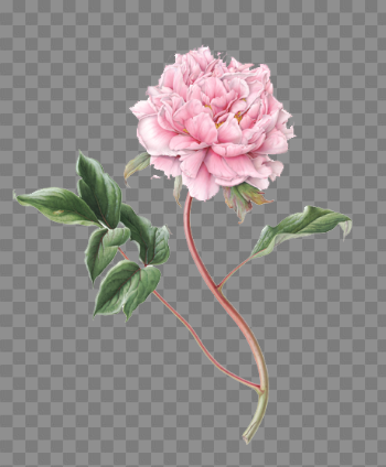 Peony File