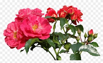 Peony Flower Cliparts 21, Buy Clip Art - Rose