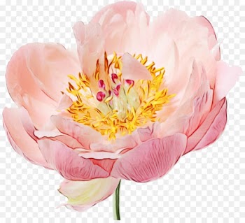 Peony, Flower, Garden Roses, Flowering Plant PNG