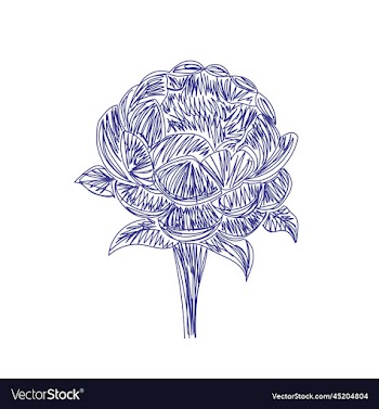 peony flower hand drawn floral pen