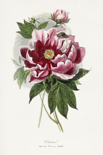 Peony flower painting, Le Jardin | Free Photo Illustration - rawpixel
