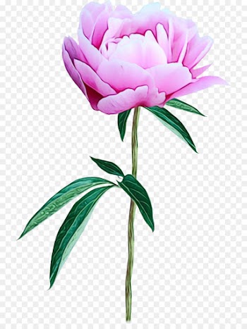 Peony, Flower, Photography, Flowering Plant PNG