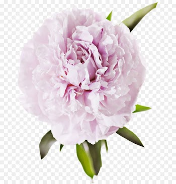 Peony Flower Stock photography Royalty-free - Real flowers 