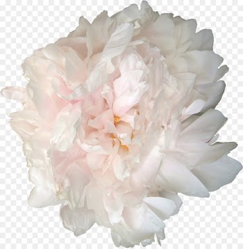 Peony Garden roses Flower Clip art - peonies 