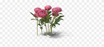 Peony - H03 - 500w-jgt - Garden Roses