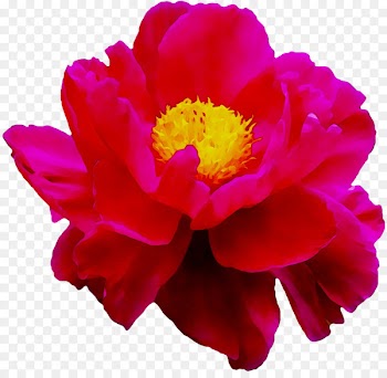 Peony Herbaceous plant Annual plant Cut flowers Magenta -  
