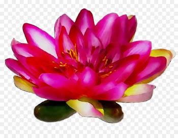 Peony Magenta Aquatic Plants Proteales -  