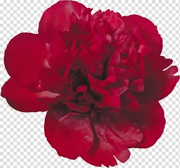 Peony , peony watercolor transparent background PNG clipart