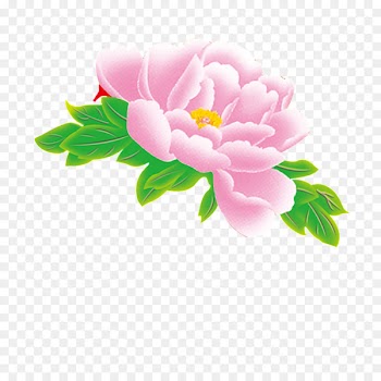Peony Portable Network Graphics Image Flower Drawing - hand drawing 