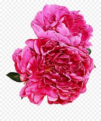 Peony, Rose, Garden Roses, Flower, Flowering Plant PNG