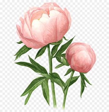 Peony Watercolor painting Drawing Watercolour Flowers - peony 