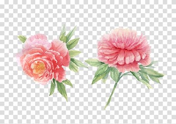 Peony Watercolor painting, peony transparent background PNG clipart