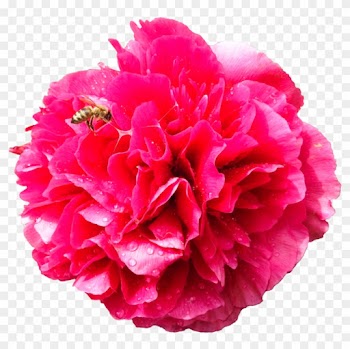 Peony With Bee By Bunny With Camera - Clip Art