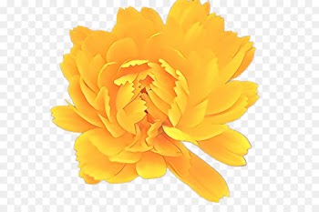 Peony, Yellow, Flower PNG