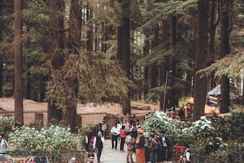 People Across Green Woods