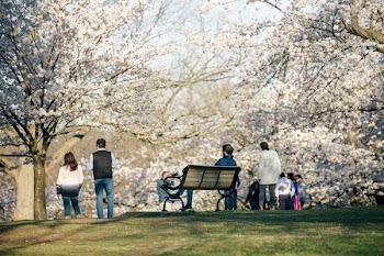 People Admiring The Magnolia Trees