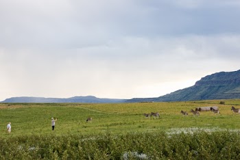People And Animals Near Mountain
