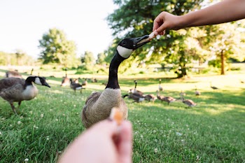 People Feeding Geese