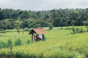 People Gathered Under Shed in Middle of Rice Field
