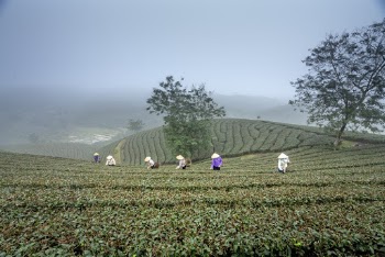 People Harvesting