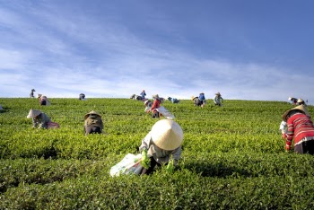 People Harvesting