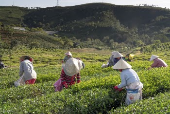 People Harvesting