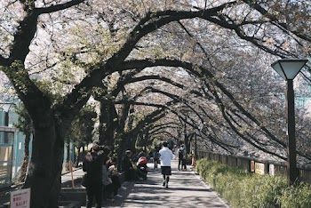 People in Park Surrounded by Cherry Blossoms