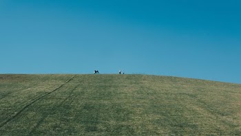 people on green grass field during daytime