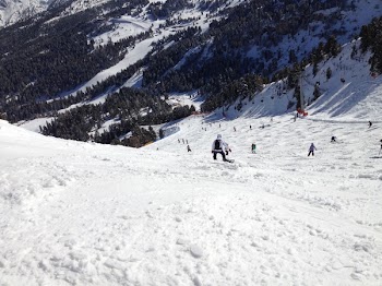 People on Snow Near in Green Trees