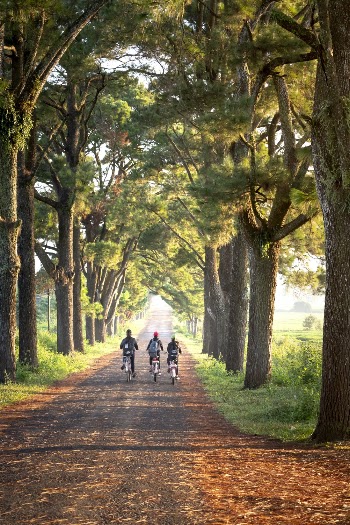 People Riding Bikes