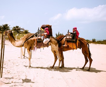 People Riding Camels
