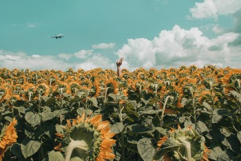 People Rising His Hand in the Middle of Sunflower Field