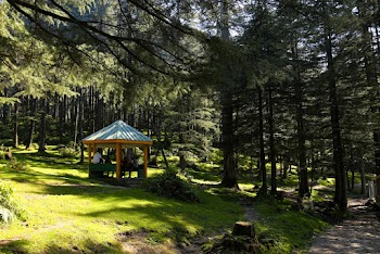 People Sitting in Gazebo Under Pine Trees