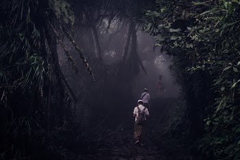 People Walking in Forest