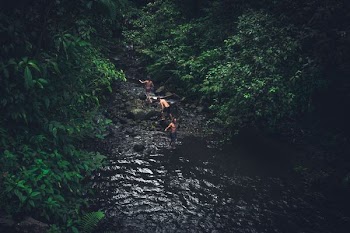 people walking on body of water between trees