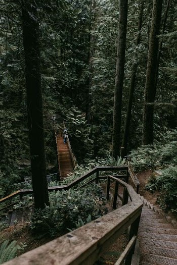 people walking on brown bridge near trees at daytime