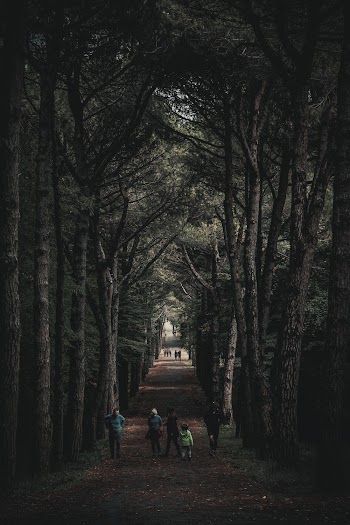 People Walking on Dirt Road Between Trees