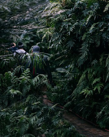 People Walking on Forest