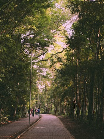 People Walking On Pathway Under Trees