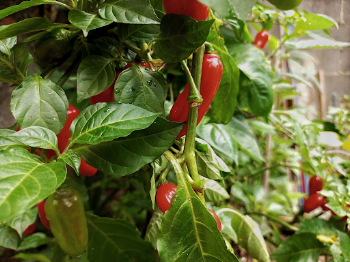 Pepper Fresno, Nature